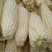 精品玉米方山水果玉米，万糯2000糯玉米，10吨起售