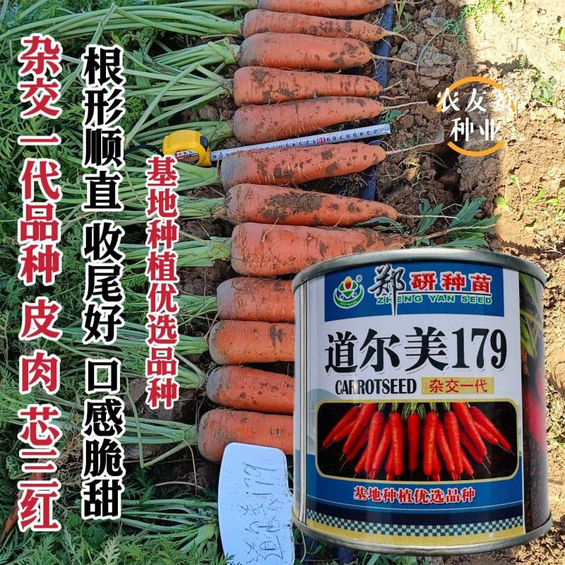 道尔美179胡萝卜种子杂交一代品种皮肉芯三红胡萝卜种籽