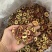 精选2024新货去核山楂片干货手工切片泡茶煮水无籽