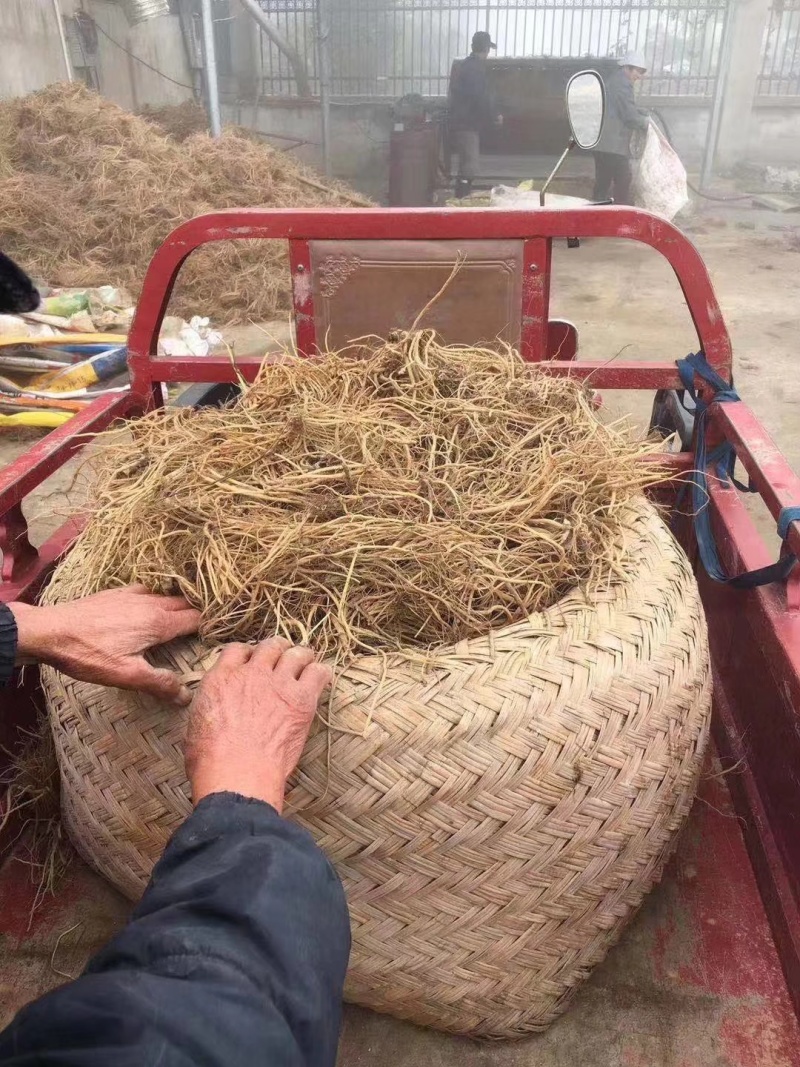 土牛膝，干，鲜