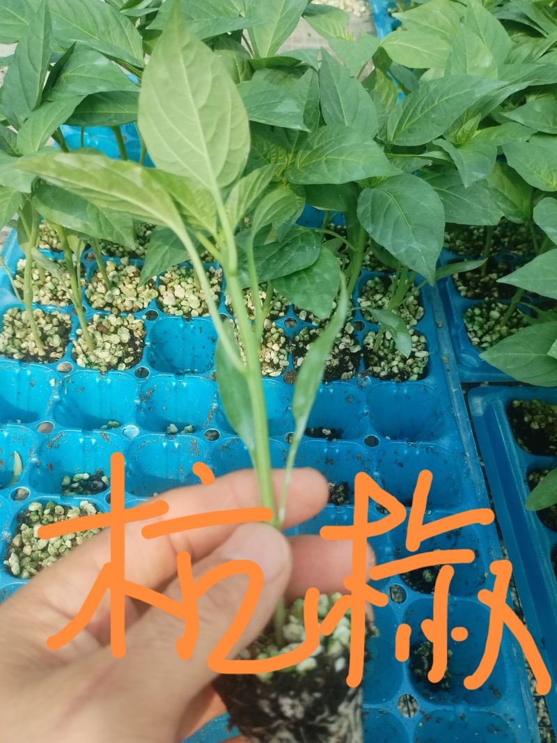 【美人椒苗，杭椒苗，牛角椒苗，尖椒苗】基地高质量种苗，