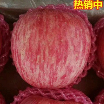 水晶冰糖心红富士苹果产地批发,供应批发市场赶集货食堂配送