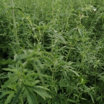 荆芥荆芥穗全荆芥