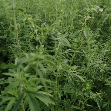 荆芥荆芥穗全荆芥