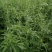 荆芥荆芥穗全荆芥