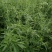 荆芥荆芥穗全荆芥