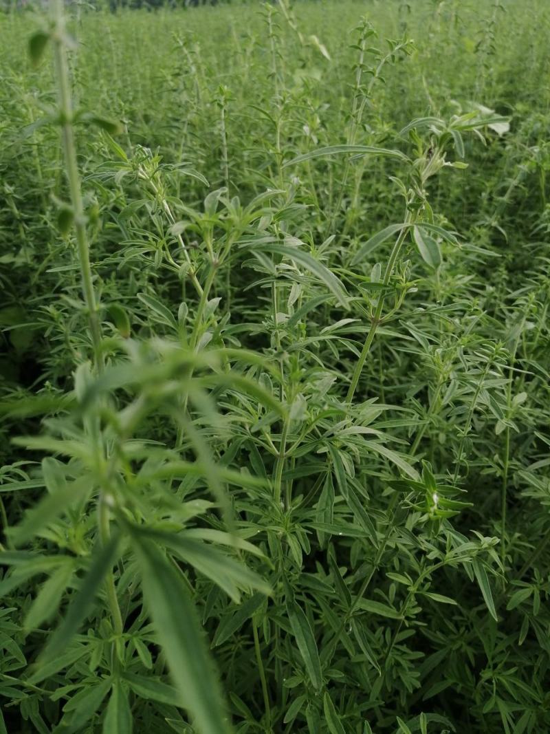 荆芥荆芥穗全荆芥