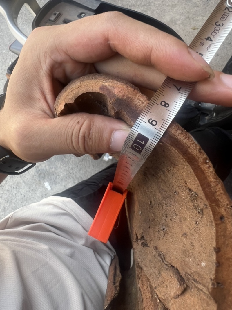 广西紫油桂