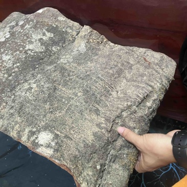 百年肉桂，工艺品