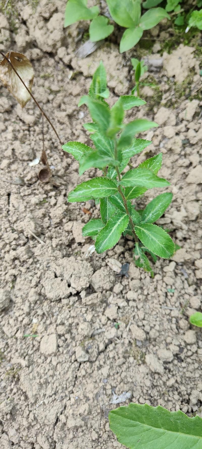 【产地直供】苍术甘肃陇南礼县野生朱砂点苍术一手货源