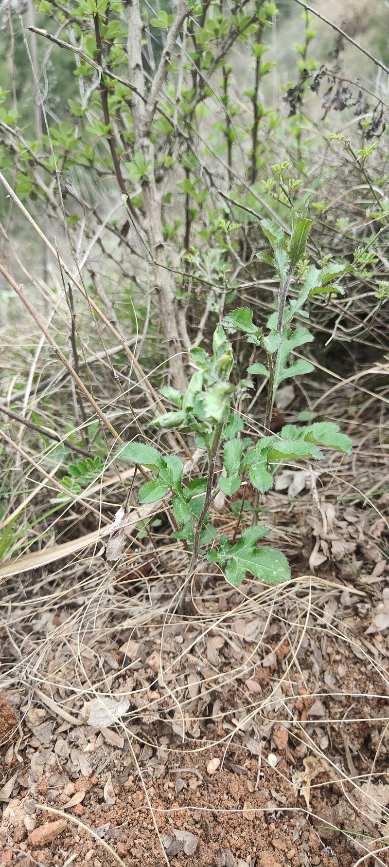 【产地直供】苍术甘肃陇南礼县野生朱砂点苍术一手货源
