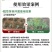 枯草芽孢杆菌微生物菌剂抗重茬防治根腐病枯萎病青枯病等土