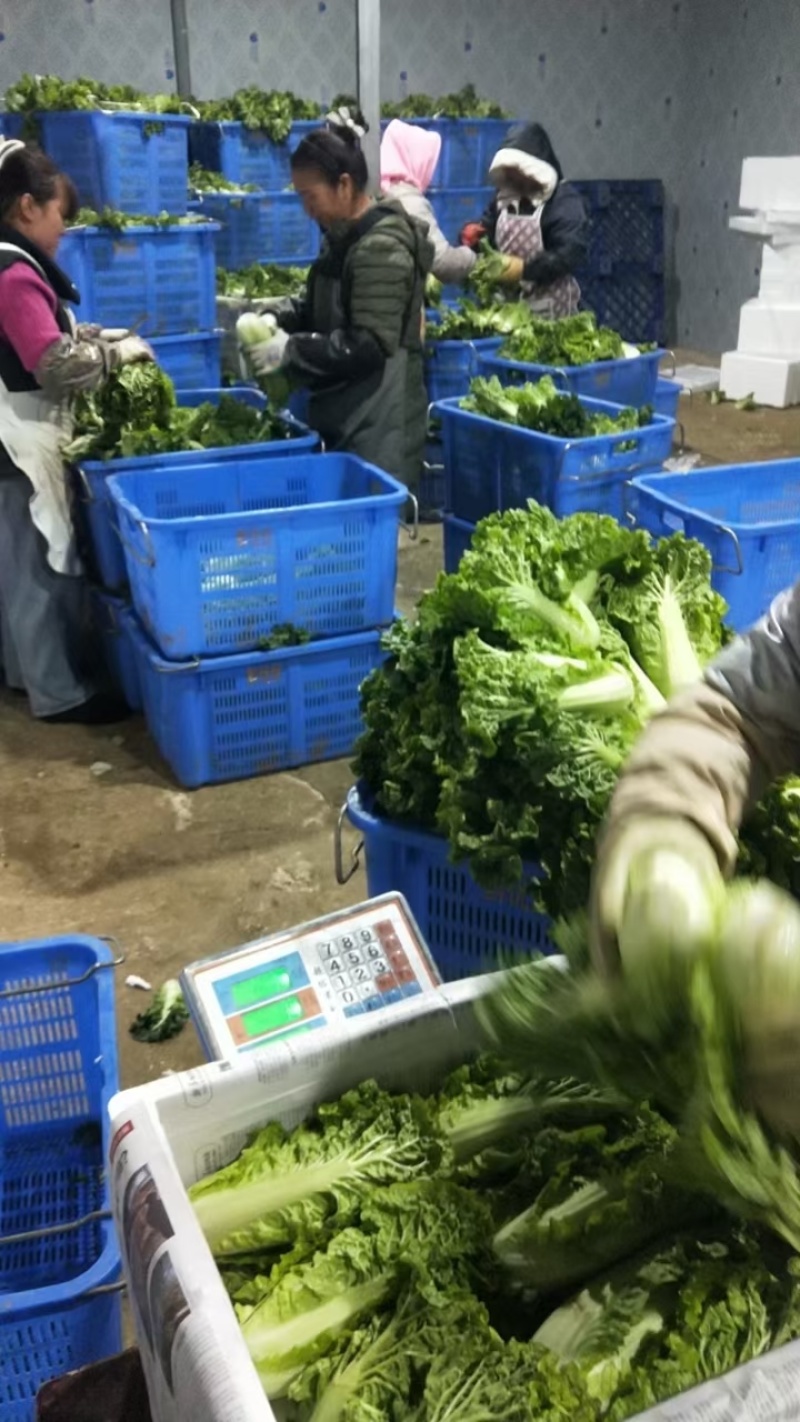 麻叶菜欢迎大量采购产地直发质量有保证