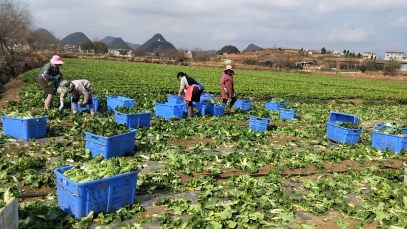 麻叶菜欢迎大量采购产地直发质量有保证
