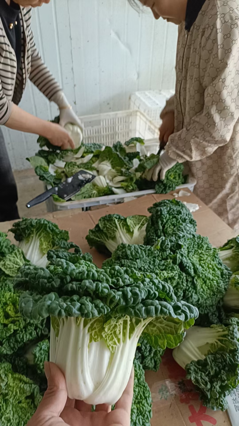 麻叶菜欢迎大量采购产地直发质量有保证