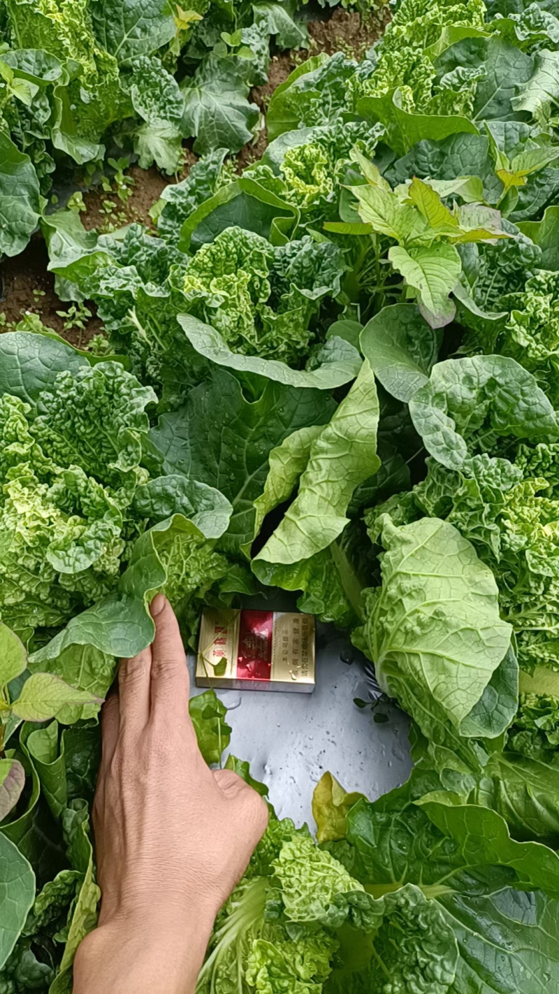 麻叶菜欢迎大量采购产地直发质量有保证
