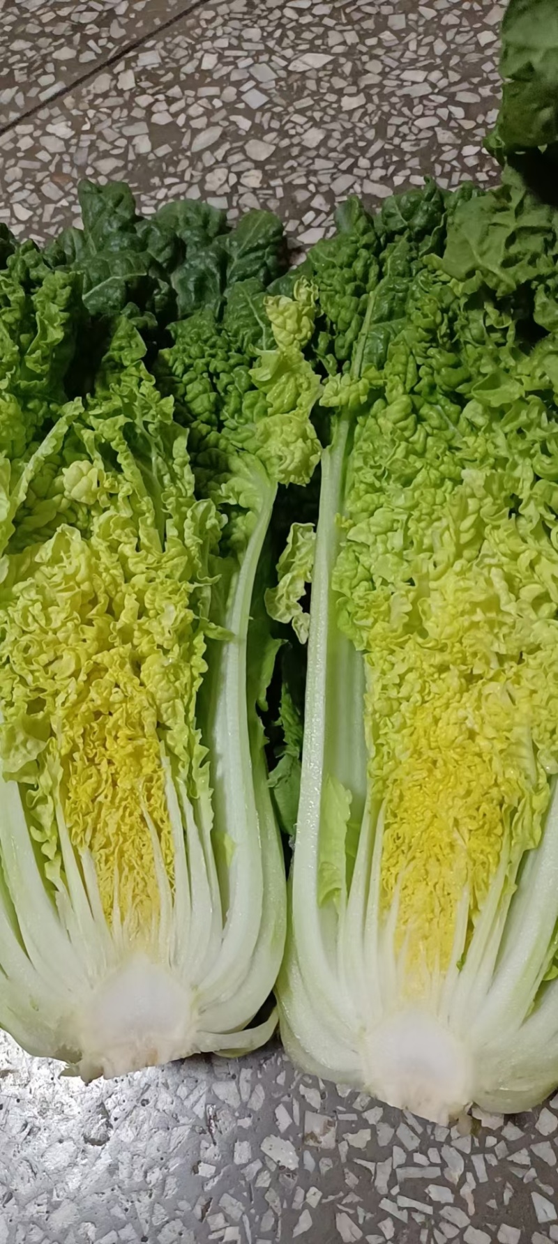 麻叶菜欢迎大量采购产地直发质量有保证