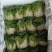 麻叶菜欢迎大量采购产地直发质量有保证