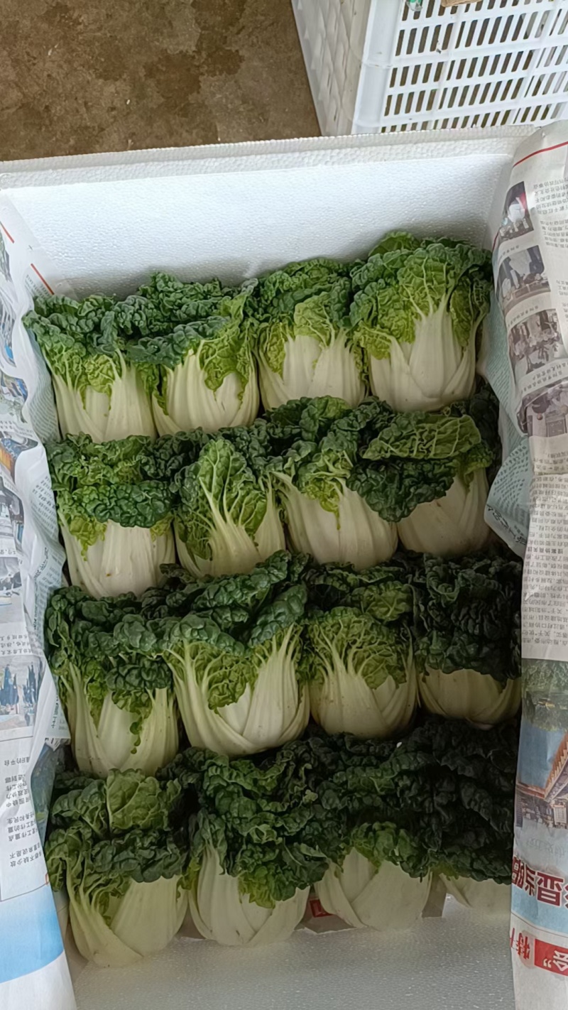 麻叶菜欢迎大量采购产地直发质量有保证