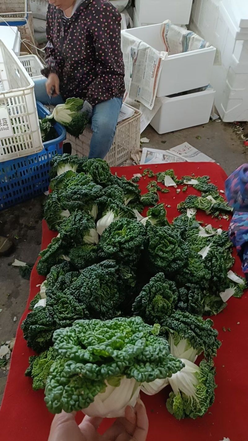 麻叶菜欢迎大量采购产地直发质量有保证
