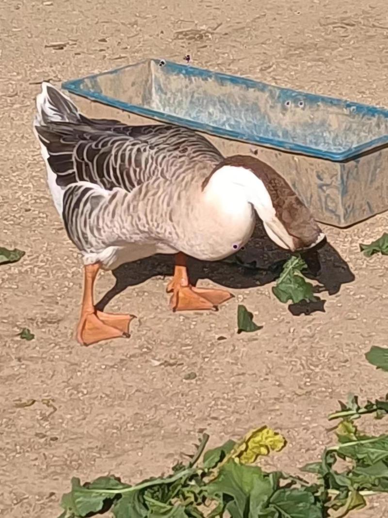 生态养殖基地活鹅散花
