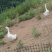 生态养殖基地活鹅散花