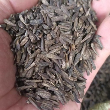 云木香种子纯新货供应中！发芽率95%.对接全国