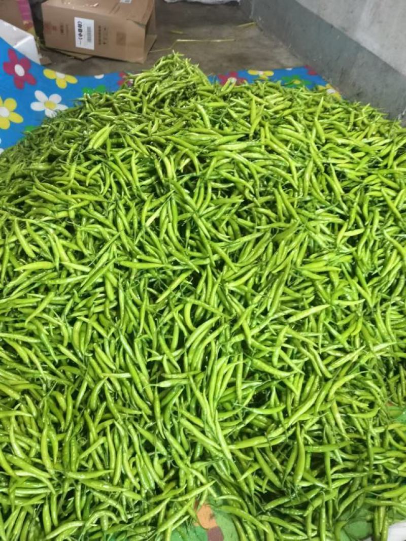 杭椒自由了
