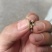 云木香种子纯新货供应中！发芽率95%.对接全国