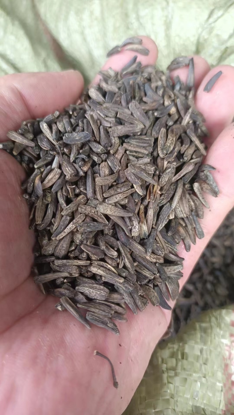 云木香种子纯新货供应中！发芽率95%.对接全国