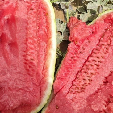 沙地西瓜