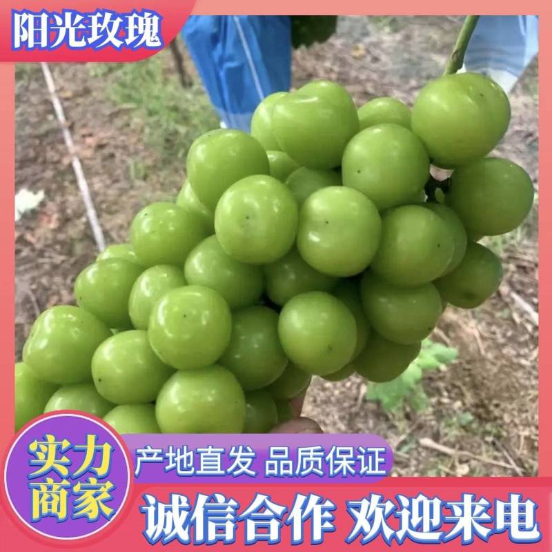 【推荐】阳光玫瑰大量上市价格美丽量大从优欢迎来电