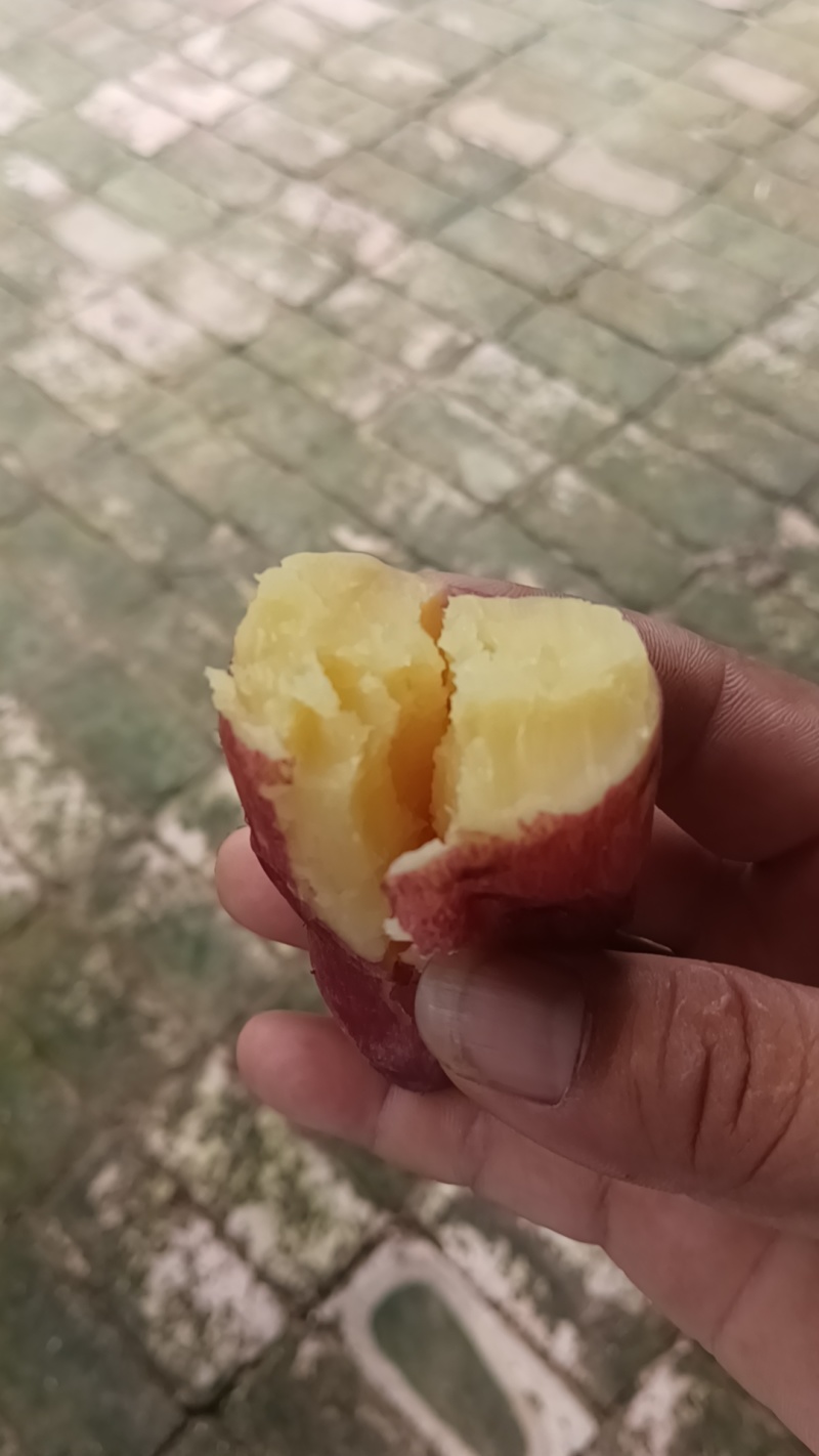 红薯主打好吃纯农家薯