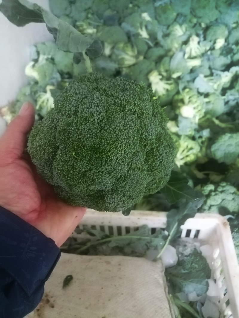 耐寒优秀精品西兰花，品质保证，大量供应，欢迎订购