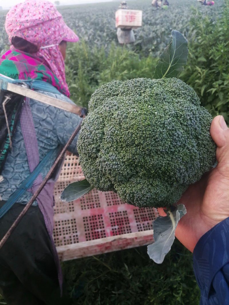 耐寒优秀精品西兰花，品质保证，大量供应，欢迎订购
