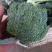 耐寒优秀精品西兰花，品质保证，大量供应，欢迎订购