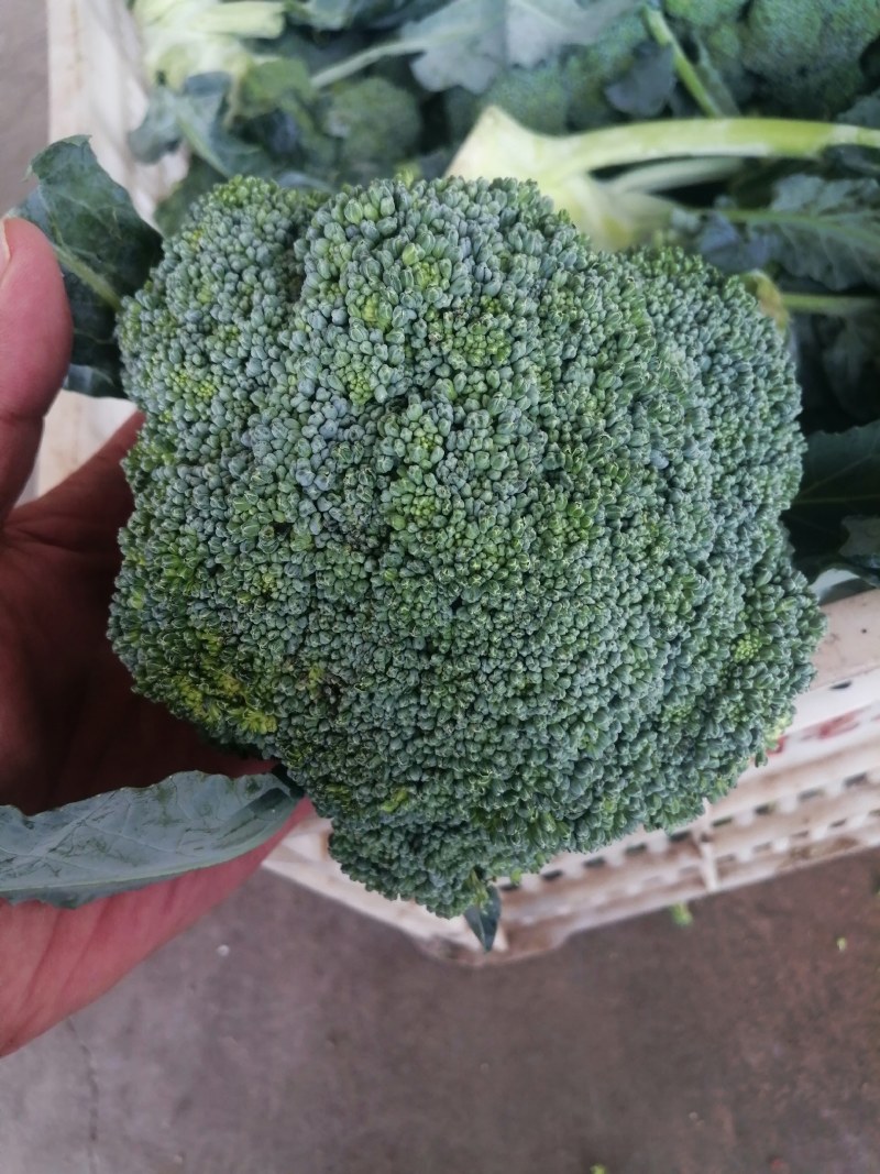 耐寒优秀精品西兰花，品质保证，大量供应，欢迎订购
