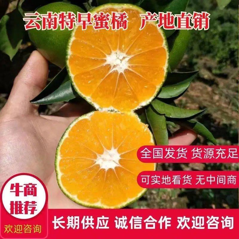 【精选】云南早熟蜜橘皮薄味甜果园现摘现发欢迎来电