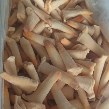 象拔蚌，价格便宜，品质保证，货源充足，规格齐全，欢迎咨询
