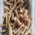 象拔蚌，价格便宜，品质保证，货源充足，规格齐全，欢迎咨询