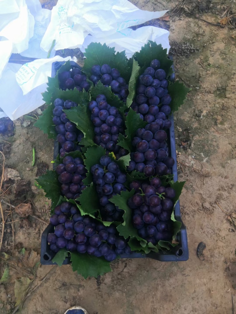 精品无籽巨峰葡萄