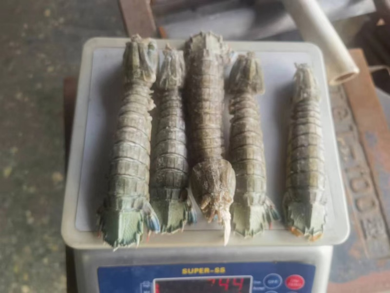 皮皮虾，生冻虾爬子，品质好，价格便宜，货源充足，欢迎咨询