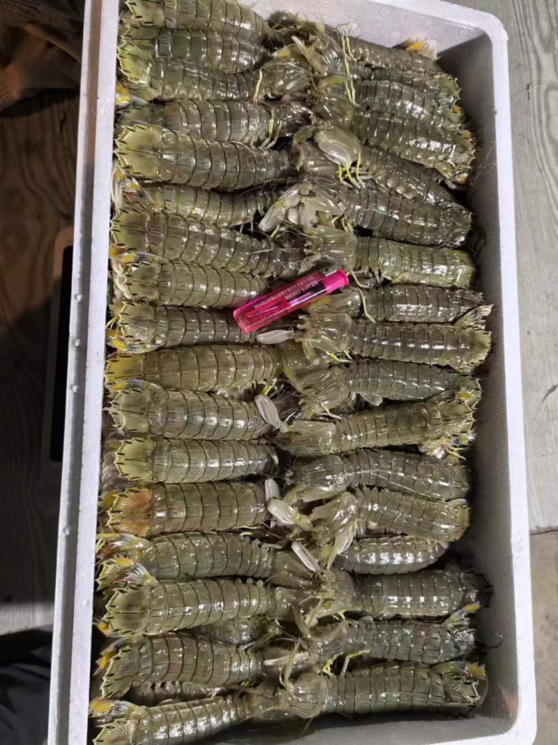 皮皮虾，生冻虾爬子，品质好，价格便宜，货源充足，欢迎咨询