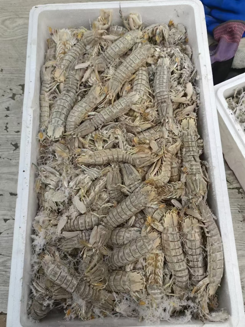 皮皮虾，生冻虾爬子，品质好，价格便宜，货源充足，欢迎咨询