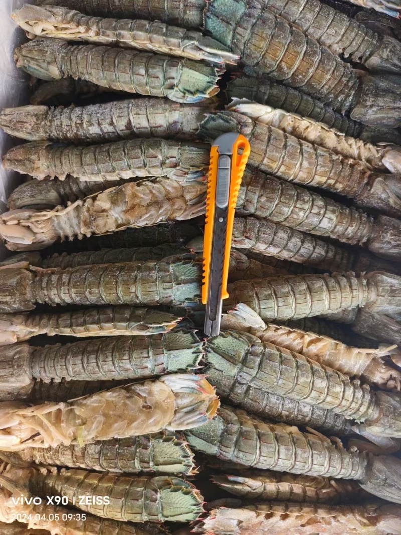 皮皮虾，生冻虾爬子，品质好，价格便宜，货源充足，欢迎咨询