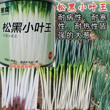 松黑小叶王大葱种子铁杆刚杆钢葱章丘大梧桐大葱种子籽孑耐寒