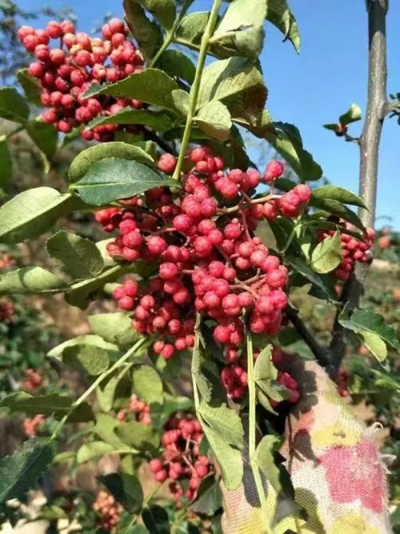 甘肃大红袍花椒，大量有货需要可以联系质量三保干湿都有货，
