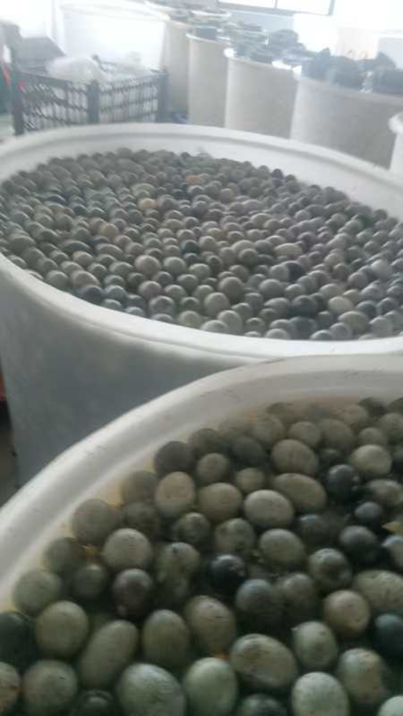 厂家直发黑皮蛋货源充足，300公里内免费送货