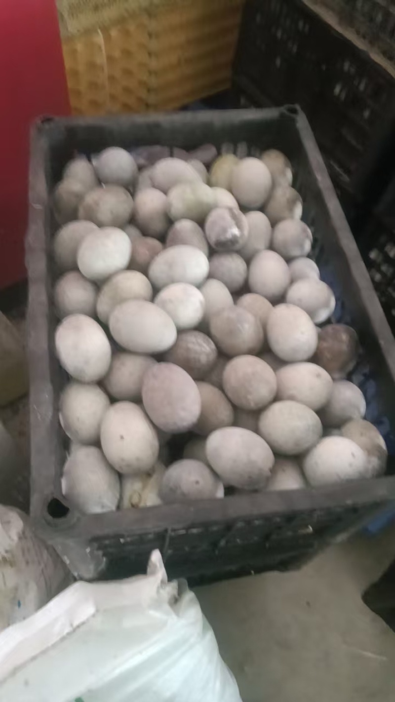 厂家直发黑皮蛋货源充足，300公里内免费送货