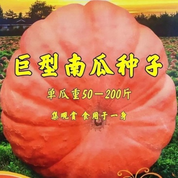 巨型南瓜种子美国巨型南瓜耐种植鲜香味美味可口易成活